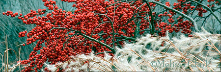 winterberry, winter grasses, Ilex verticillata